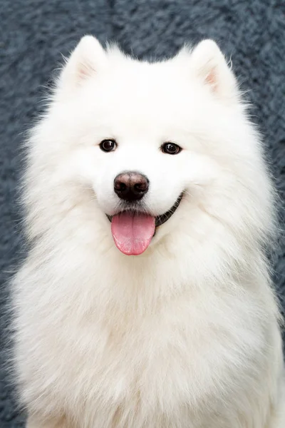 Samoyed Σκυλί Στο Σπίτι — Φωτογραφία Αρχείου