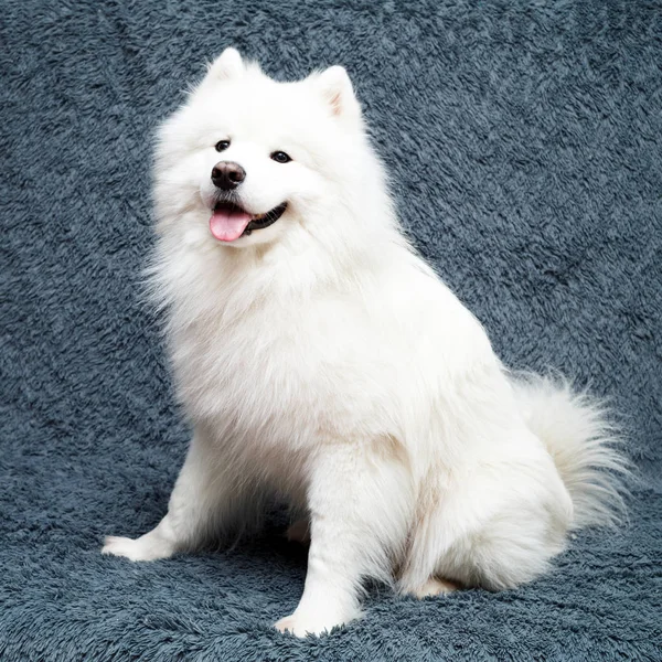 Samoyed Psa Domu — Zdjęcie stockowe