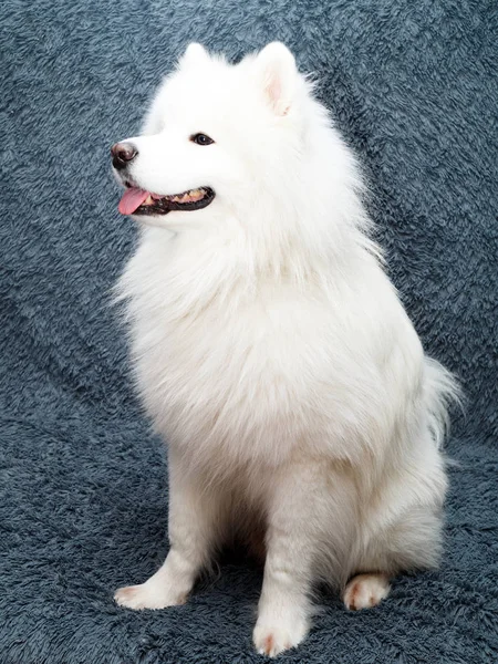 Samoyed Dog Home — Stock Photo, Image