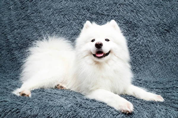 Samoyedo Perro Casa —  Fotos de Stock