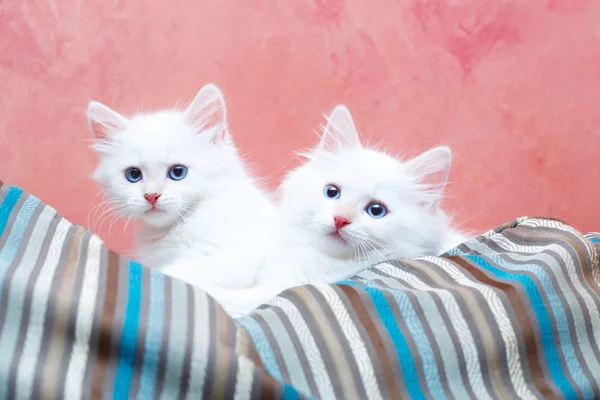 Gatito Siberiano Casa Imágenes de stock libres de derechos