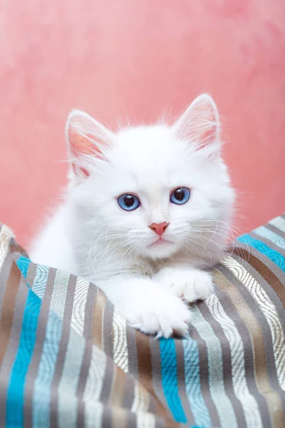 西伯利亚小猫在家里 免版税图库照片