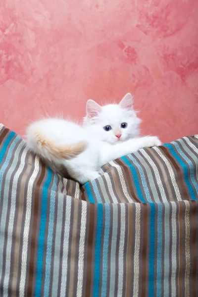 Gatito Siberiano Casa Imágenes de stock libres de derechos