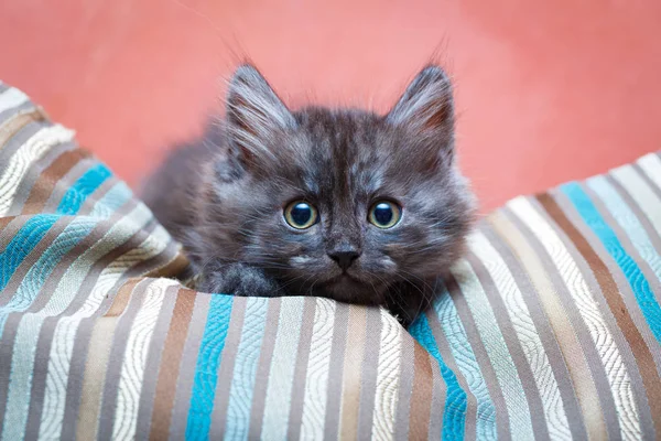 シベリアの子猫を家に ストック写真