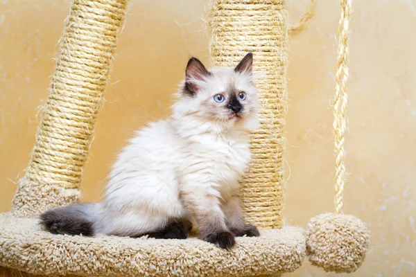 Siberian Kitten Home Stock Image