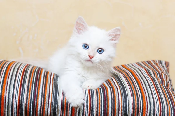 Gatinho Siberiano Casa Imagens Royalty-Free