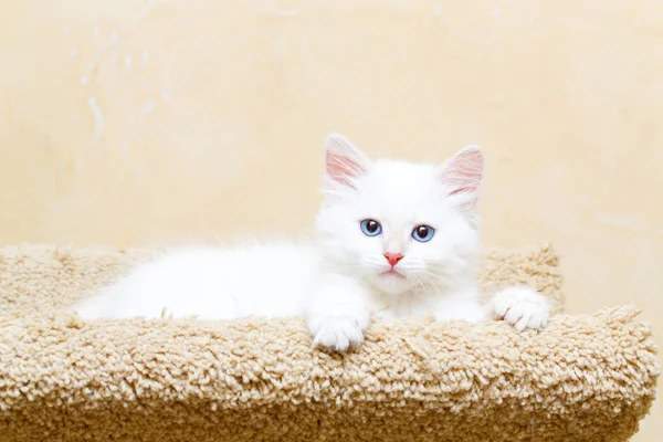西伯利亚小猫在家里 免版税图库图片