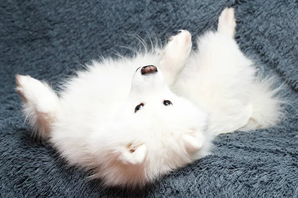 Samoyed Köpek Vasıl Telifsiz Stok Fotoğraflar