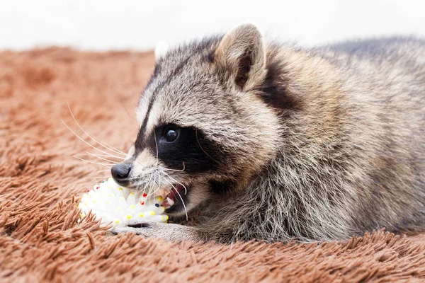 Schotse Terriër Van Zwarte Hond — Stockfoto