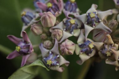 Mor taç çiçek, dev Hint süt kardeş, dev süt kardeş, (Calotropis kızgözü L.) ve bakla, tohum ve ağaç, doğal arka plan bulanık, çiçekler makro.