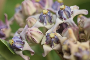 Mor taç çiçek, dev Hint süt kardeş, dev süt kardeş, (Calotropis kızgözü L.) ve bakla, tohum ve ağaç, doğal arka plan bulanık, çiçekler makro.