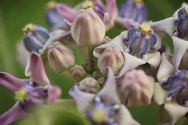 Mor taç çiçek, dev Hint süt kardeş, dev süt kardeş, (Calotropis kızgözü L.) ve bakla, tohum ve ağaç, doğal arka plan bulanık, çiçekler makro.