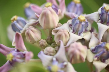 Mor taç çiçek, dev Hint süt kardeş, dev süt kardeş, (Calotropis kızgözü L.) ve bakla, tohum ve ağaç, doğal arka plan bulanık, çiçekler makro.