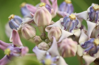 Mor taç çiçek, dev Hint süt kardeş, dev süt kardeş, (Calotropis kızgözü L.) ve bakla, tohum ve ağaç, doğal arka plan bulanık, çiçekler makro.
