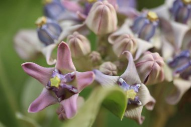 Mor taç çiçek, dev Hint süt kardeş, dev süt kardeş, (Calotropis kızgözü L.) ve bakla, tohum ve ağaç, doğal arka plan bulanık, çiçekler makro.