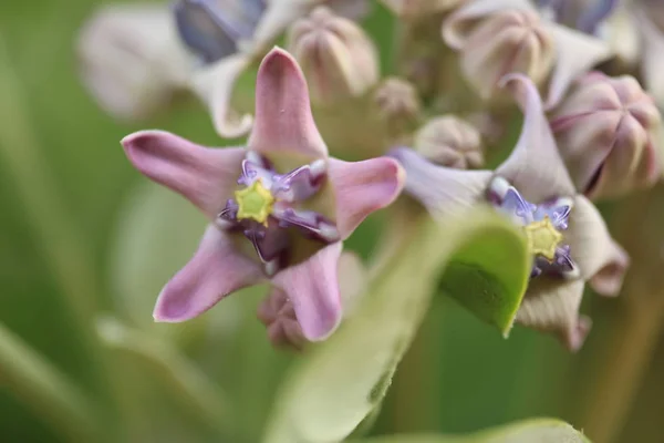 Purple Crown Flower, Giant Indian Milkweed, Giant Milkweed, (Calotropis gigantea L.) and pod, seeds and flowers on tree, with natural blurred background, macro.