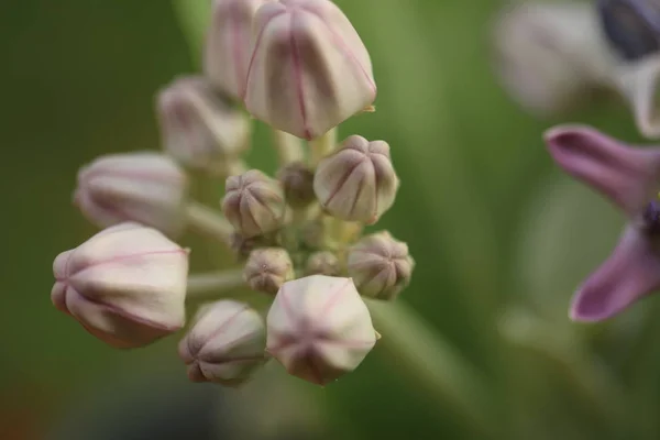 Purple Crown Flower Giant Indian Milkweed Giant Milkweed Calotropis Gigantea Royalty Free Stock Photos