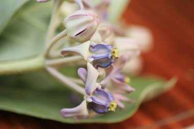 Mor taç çiçek, dev Hint süt kardeş, dev süt kardeş, (Calotropis kızgözü L.) ve bakla, tohum ve ağaç, doğal arka plan bulanık, çiçekler makro.