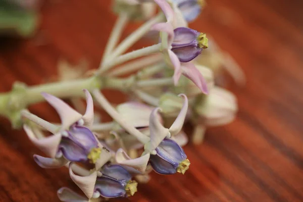 Purple Crown Flower Giant Indian Milkweed Giant Milkweed Calotropis Gigantea Stock Photo