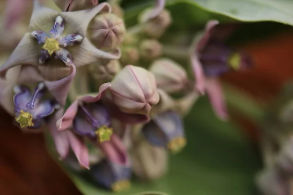 Purple Crown Flower Giant Indian Milkweed Giant Milkweed Calotropis Gigantea Royalty Free Stock Images