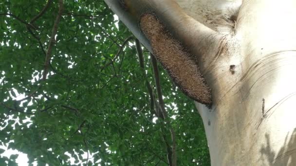 背の高い木にハニカムします 自然の蜂 — ストック動画