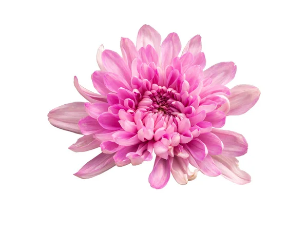 Closeup των μοβ άνθη. (Χρυσανθέμων) — Φωτογραφία Αρχείου