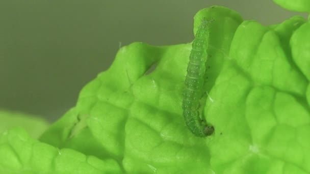 野菜のキャタピラー 中国のキャベツを食べ物として食べるキャタピラーは それが食べることができる非毒性の野菜であることを示しています — ストック動画