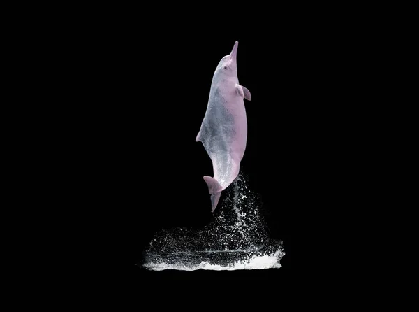 Розовые Дельфины Прыгают Через Воду Изолированные Черном Фоне Клиппинговой Дорожкой Стоковое Изображение