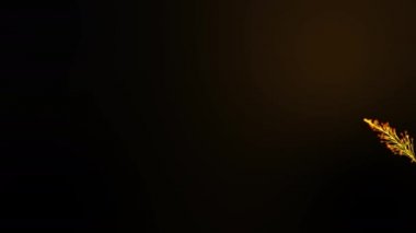 Hareket Grafiği Parıldayan Parçacık Dalgası, giriş videosu