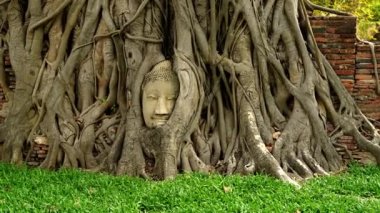 Ayutthaya Buddha Head heykelinin Wat Maha That (Ayutthaya) 'deki Bodhi Ağacı kökleri arasında mahsur kalmış görüntülerini yakınlaştır. Ayutthaya tarihi parkı Tayland. 