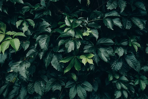 Zelené Barevné Listy Kvetoucím Keři Hladké Pozadí — Stock fotografie