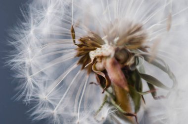 Tüylü karahindiba tohumlarının aşırı makro pozu. Bir karahindiba tohumuna parlak çiy damlaları düşer. Karahindiba mantarı. Doğal arka plan, ışıl ışıl bokeh. Sanat fotoğrafçılığı. Sığ alan derinliği.