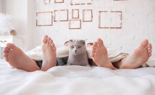 Gato en la cama Imágenes De Stock Sin Royalties Gratis