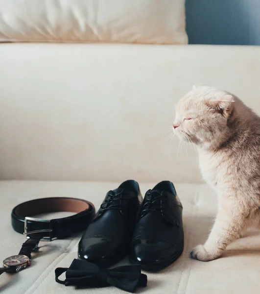 Cat on wedding — Stock Photo, Image