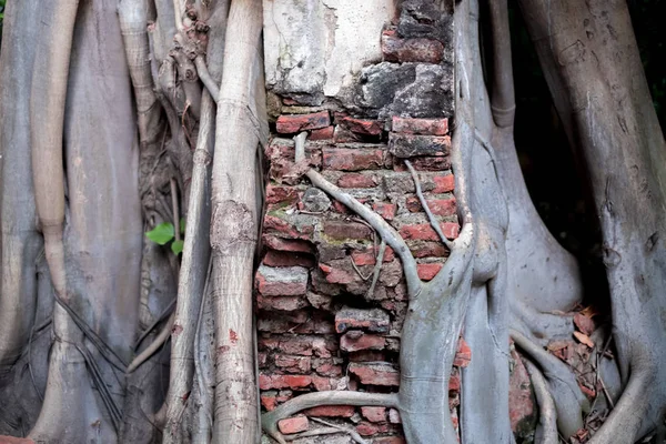 Raiz Banyan Inserido Parede Casa Feita Tijolos Rachaduras — Fotografia de Stock