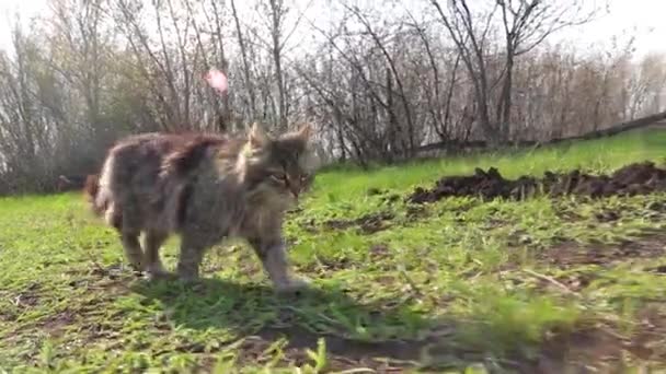 Безпритульна кішка проходить через траву в саду — стокове відео