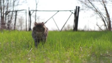 Evsiz kedi bahçedeki çimlerin arasından geçer.