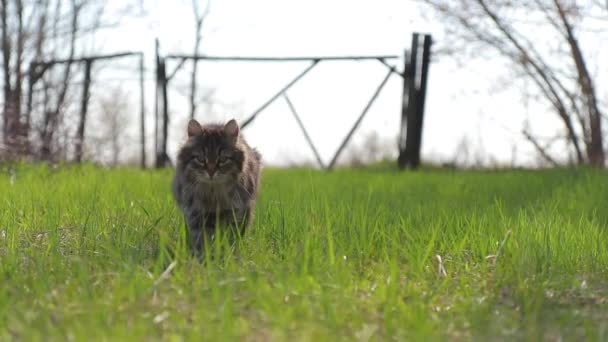 Gato sin hogar ir a través de la hierba en el jardín — Vídeos de Stock