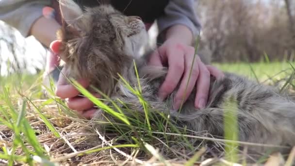 Γυναίκα χέρια χαϊδεύει μια αδέσποτη γάτα σε ψηλό πράσινο γρασίδι — Αρχείο Βίντεο