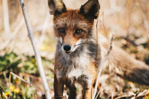 Primorsky Krai Red Fox Forest — Stock Photo, Image