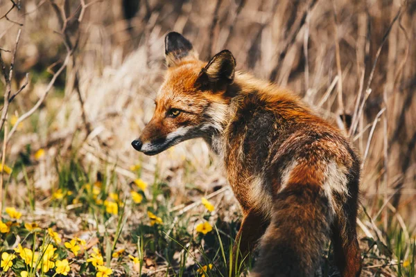 Primorsky Krai Red Fox Forest — Stock Photo, Image