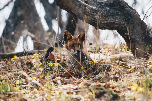 Kraj Nadmorski Red Fox Lesie — Zdjęcie stockowe