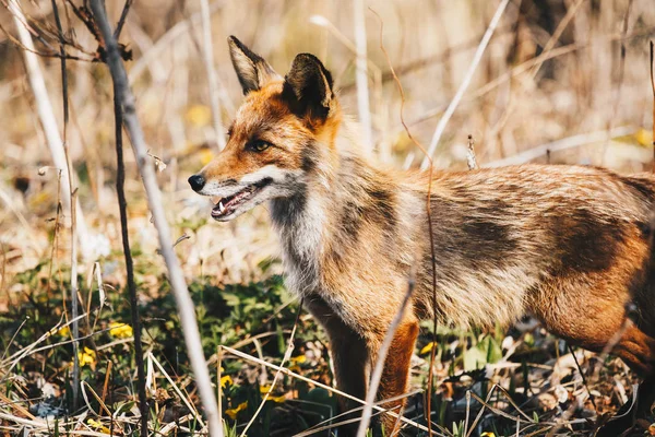 Κράι Πριμόρσκι Κόκκινη Αλεπού Στο Δάσος — Φωτογραφία Αρχείου