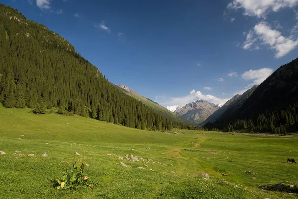 Altun Arashan manzara