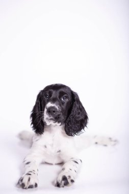 Beyaz arka planda küçük şirin bir köpek yavrusu.