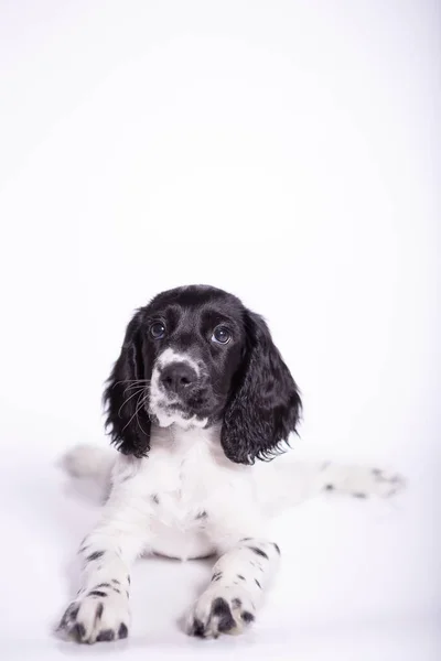 Beyaz Arka Planda Küçük Şirin Bir Köpek Yavrusu — Stok fotoğraf