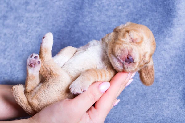 Cucciolo Carino Che Dorme — Foto Stock