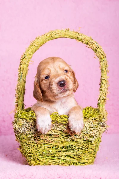 Cucciolo Carino — Foto Stock