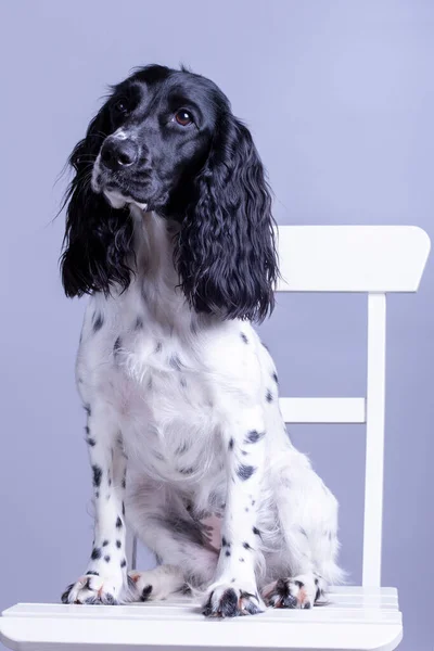 Gri Sırtlı Şirin Köpek Spaniel Komik Stüdyo Portresi — Stok fotoğraf