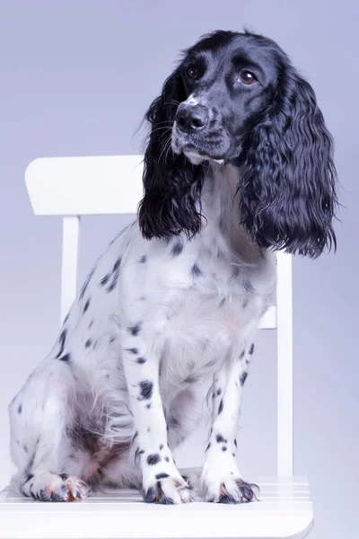 Divertido Retrato Estudio Perro Lindo Spaniel Aislado Respaldo Gris — Foto de Stock